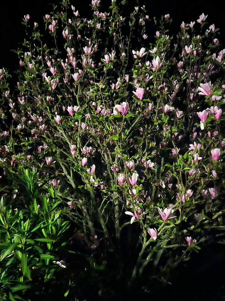 Éclairage de jardin : les tendances 2026 pour sublimer vos extérieurs à Vannes